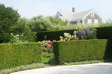 живая изгородь